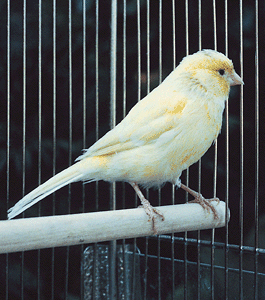 caged canary